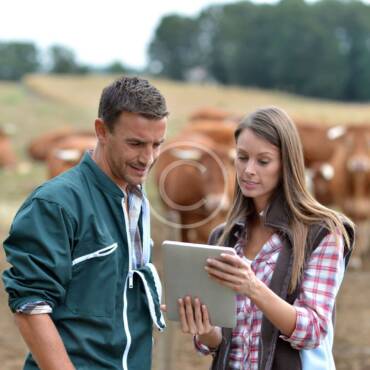 Adjusting Calf Feeding