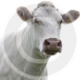 cow22.png